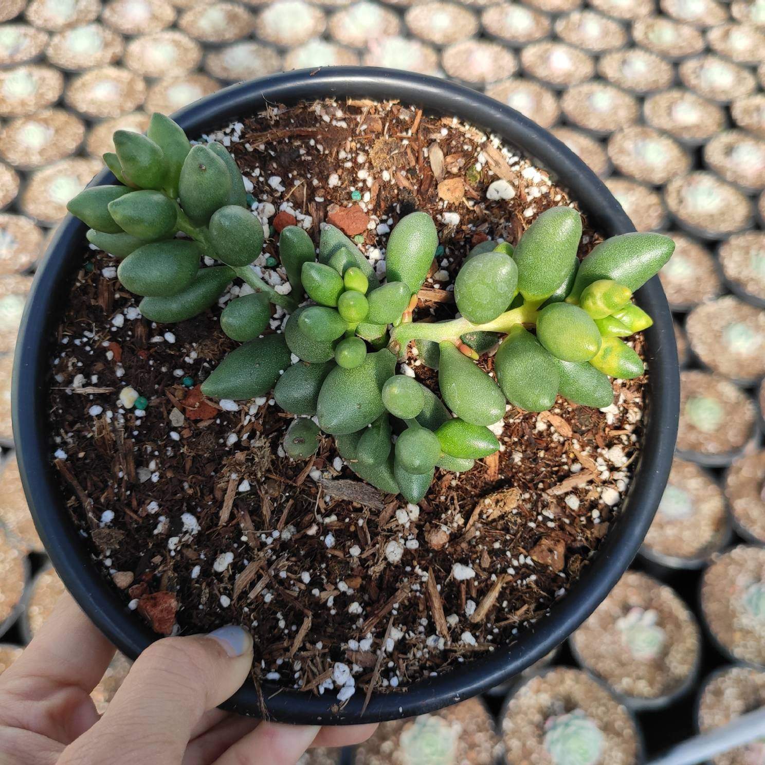 Adromischus oviforme - Succulents Depot
