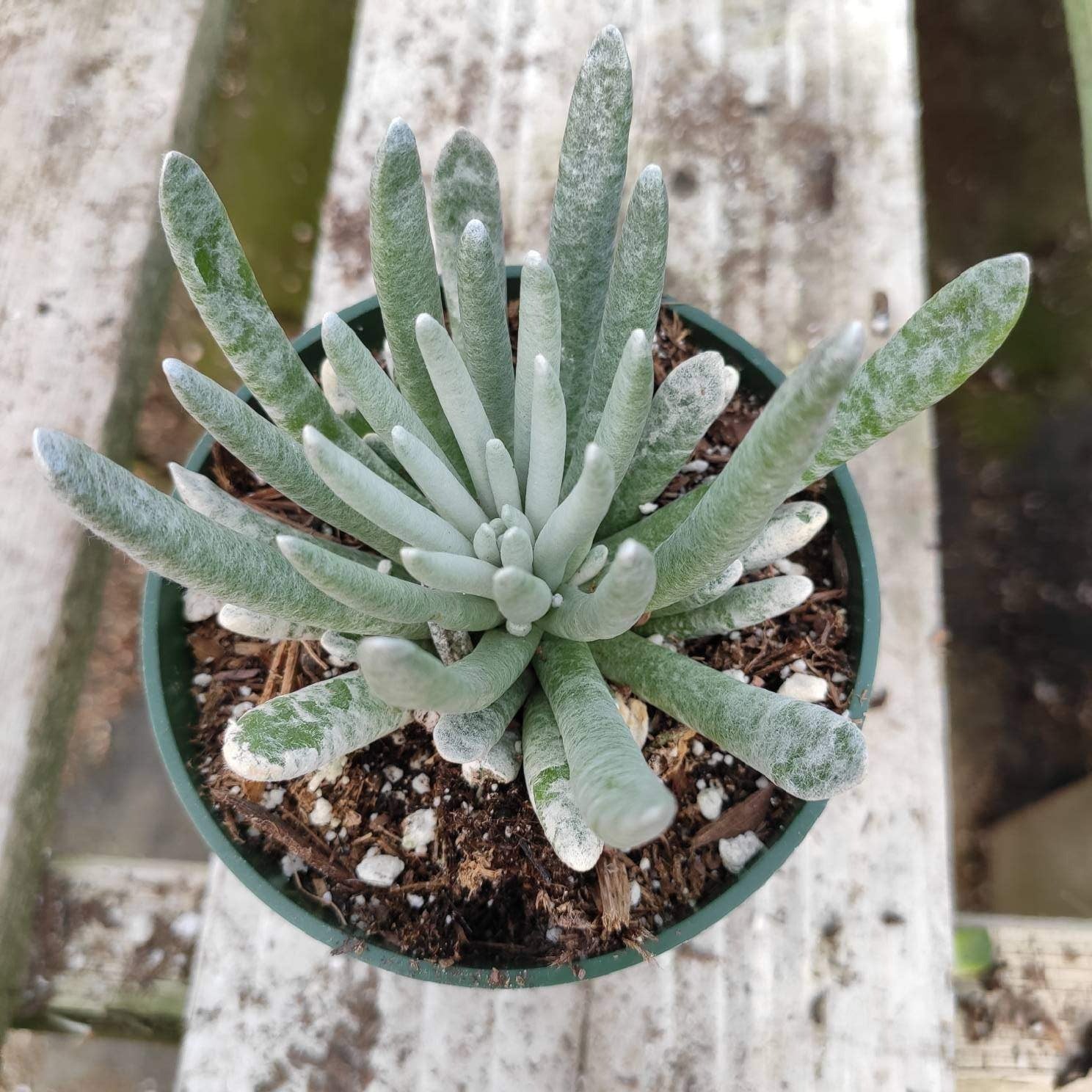 Senecio scaposus - Succulents Depot