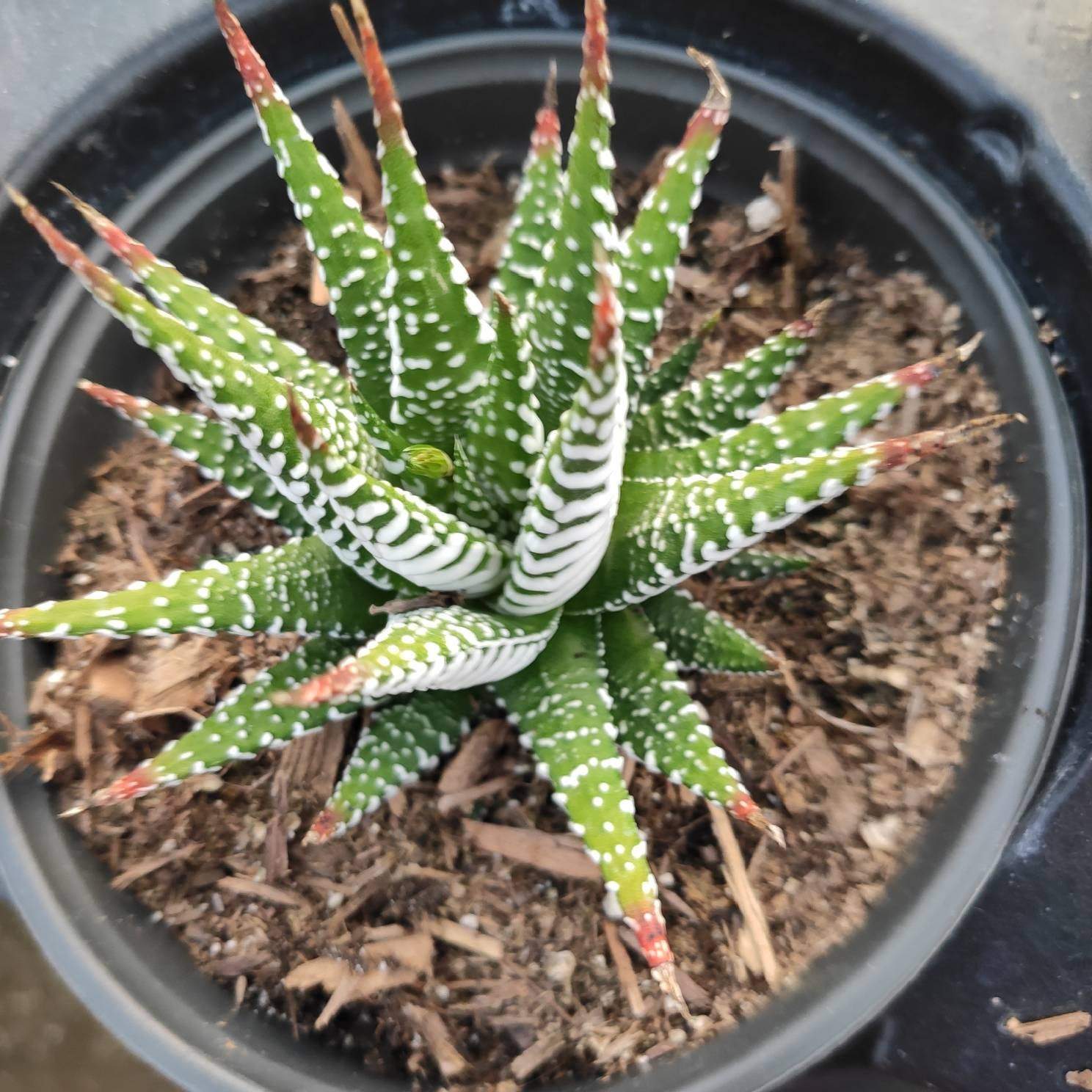 Haworthia fasciata - Zebra Plant