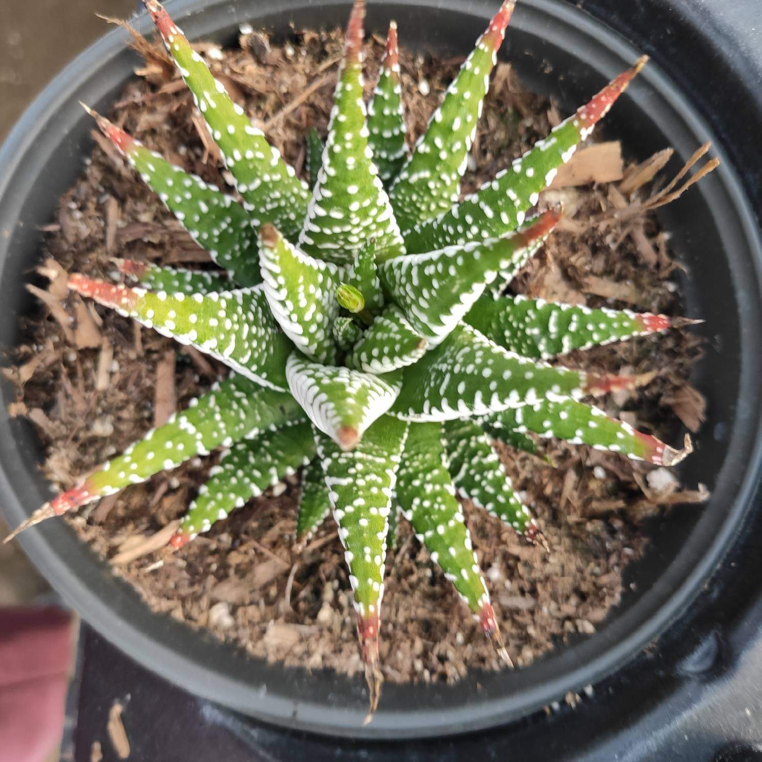 Haworthia fasciata - Zebra Plant