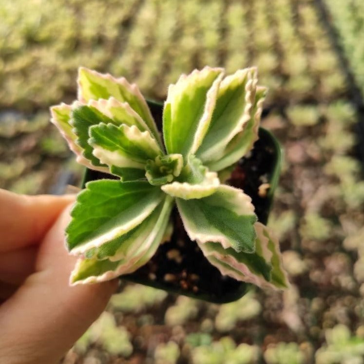 fuzzy leaf succulent Plectranthus neochilus Variegated 'Mike's Fuzzy Wuzzy' 6 Inch