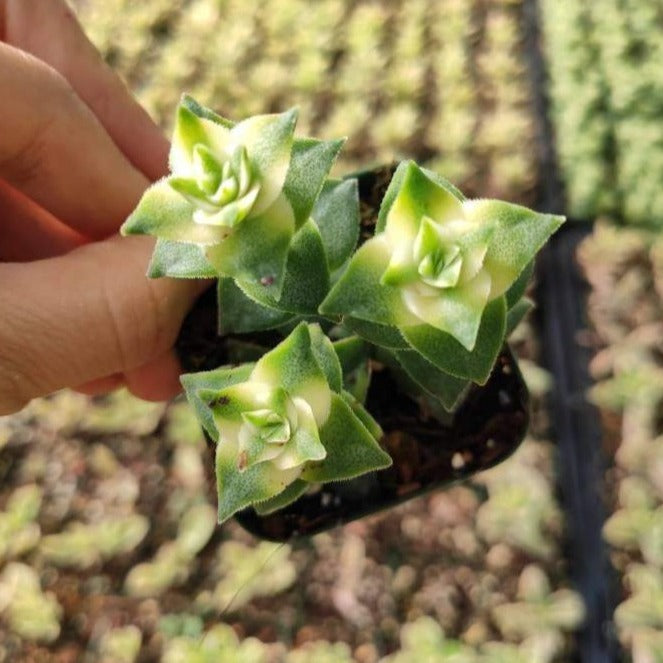 Crassula perforata String of Buttons Variegata - Succulents Depot