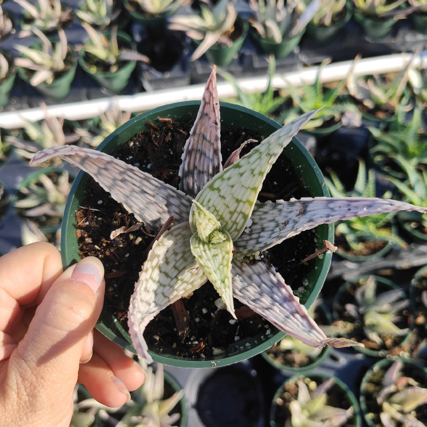 Aloe 'Delta Lights' - Succulents Depot