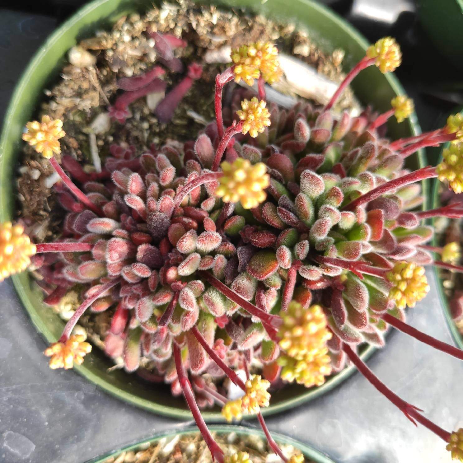 Crassula pubescens - Jersey Pigmyweed - Succulents Depot