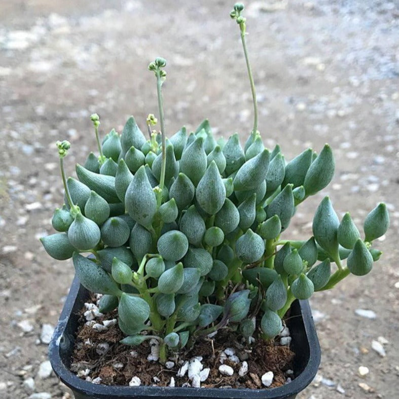 teardrop succulent String of Tears Senecio citriformis