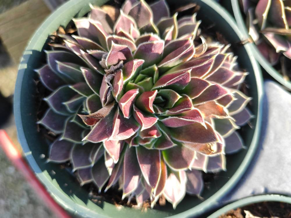 Sempervivum heuffelii - Succulents Depot
