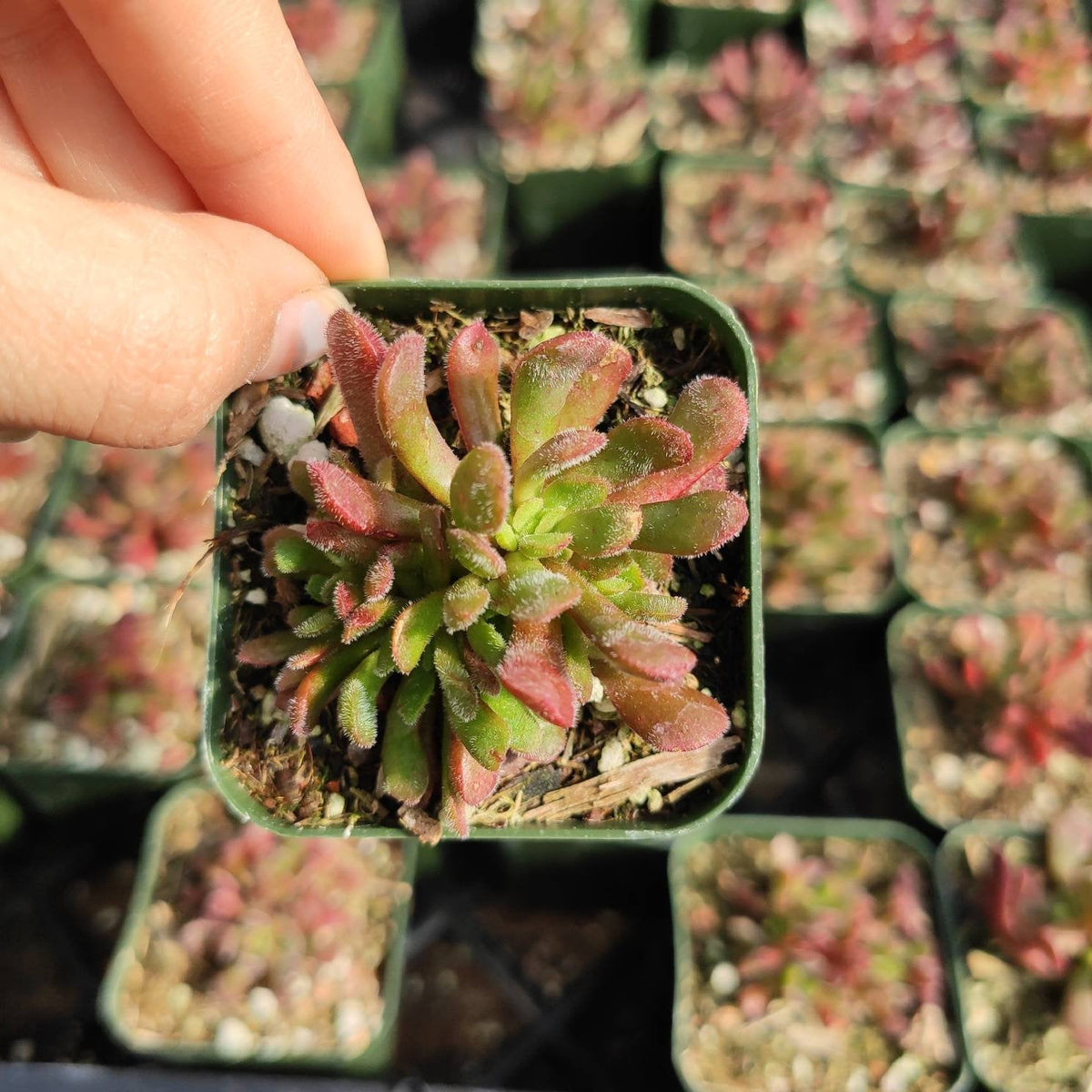 Crassula pubescens in a small nursery pot.