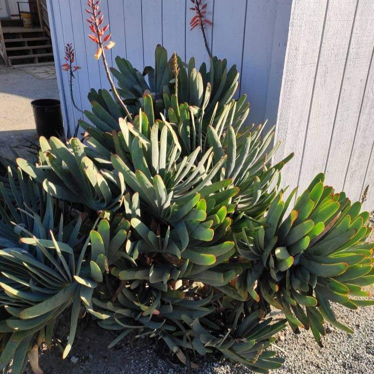 Kumara plicatilis 'Fan Aloe'
