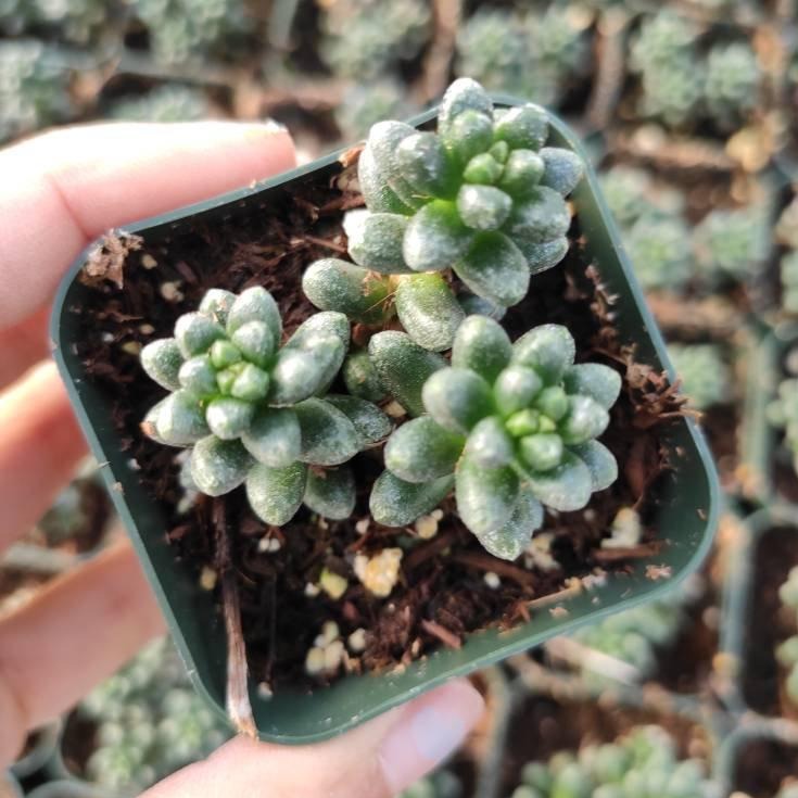 Sedum furfuraceum in nursery pot with young rosettes.
