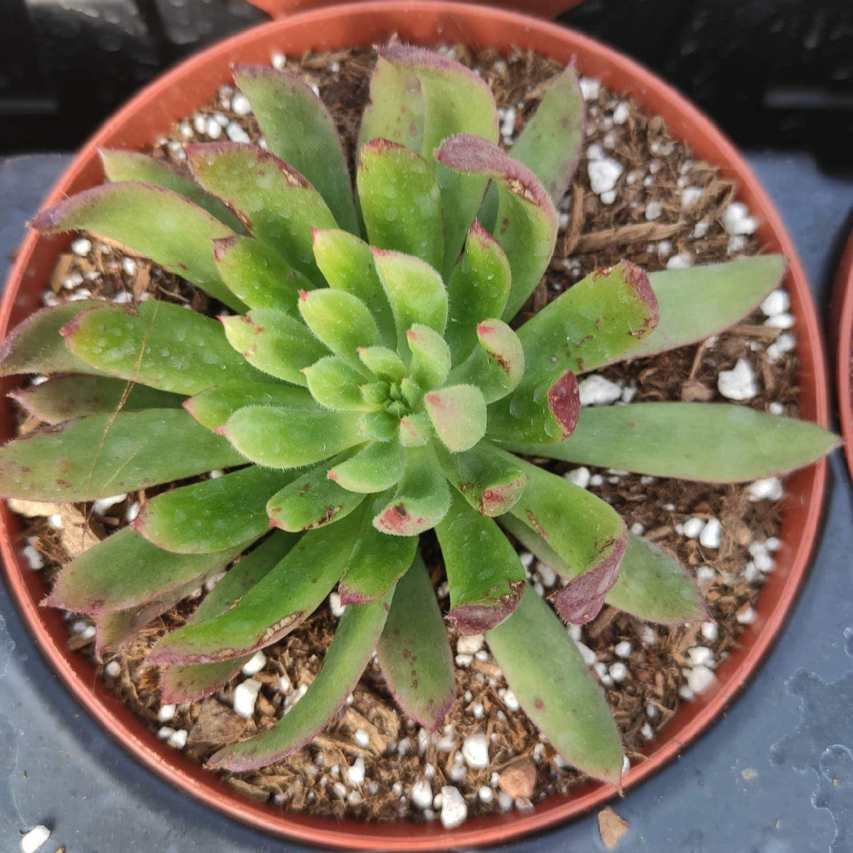 Orostachys chanetii succulent in nursery pot with reddish leaf tips.