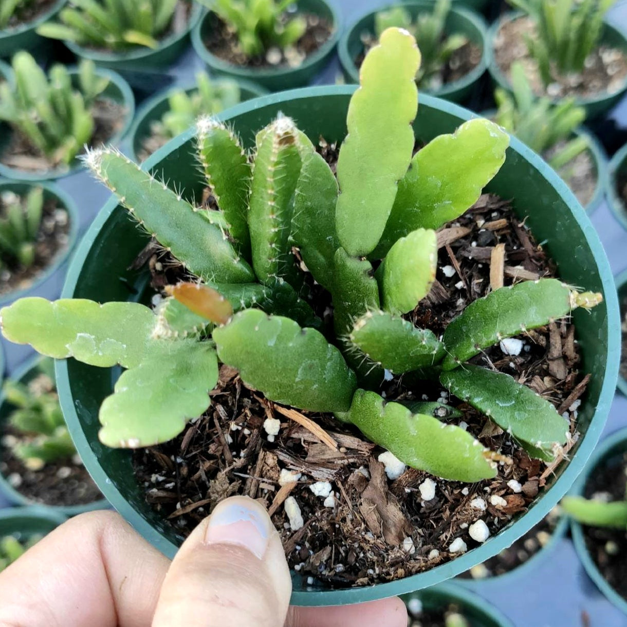 Rhipsalis Cereoides - Succulents Depot
