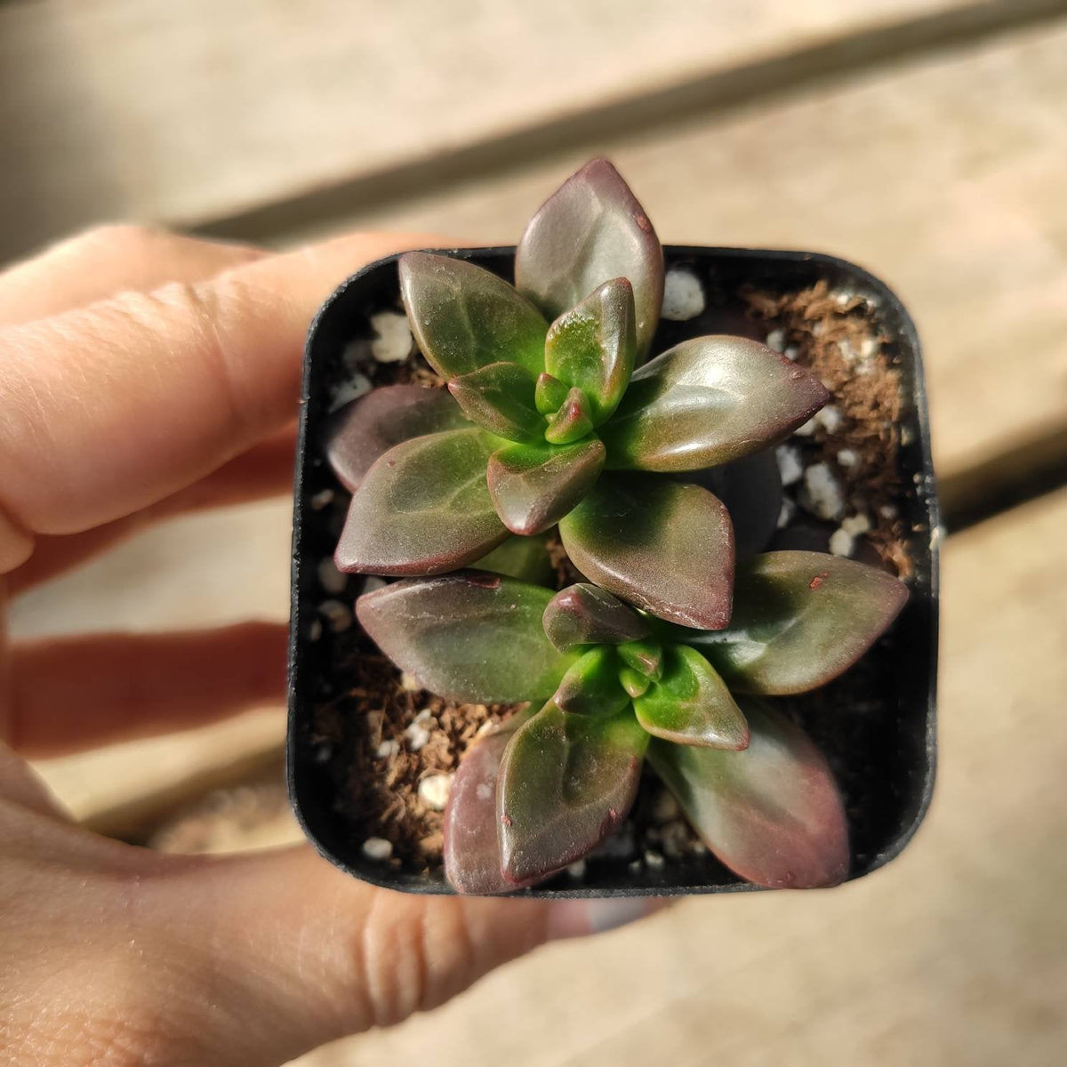 Sedeveria 'Sorrento' succulent rosettes in gritty potting mix.
