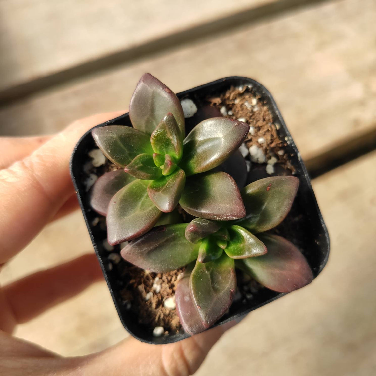 Sedeveria 'Sorrento' succulent rosettes in nursery pot.
