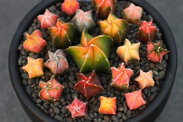 Astrophytum myriostigma variegata