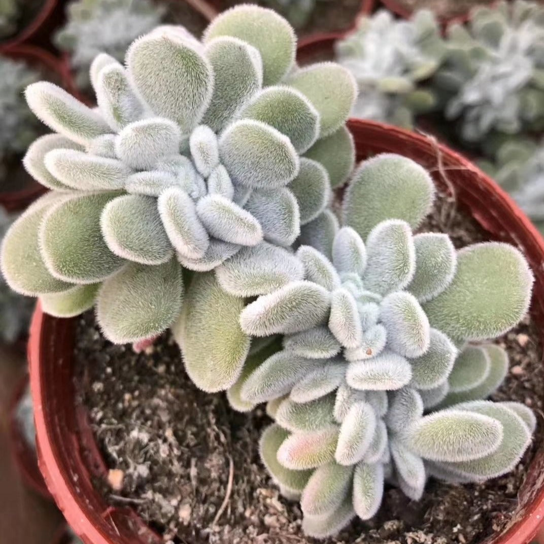 Echeveria 'Frosty' Crest - Succulents Depot