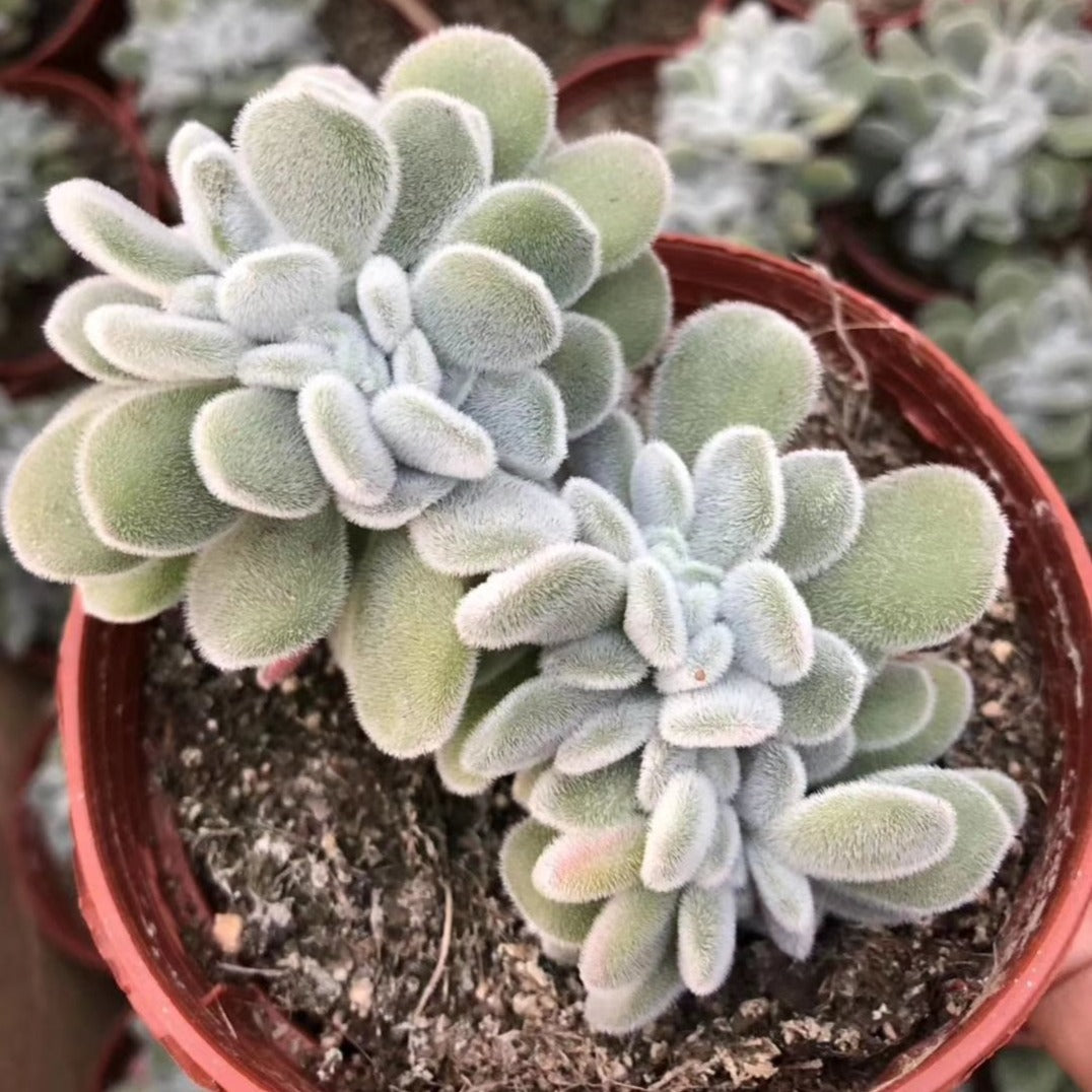 Echeveria 'Frosty' Crest - Succulents Depot