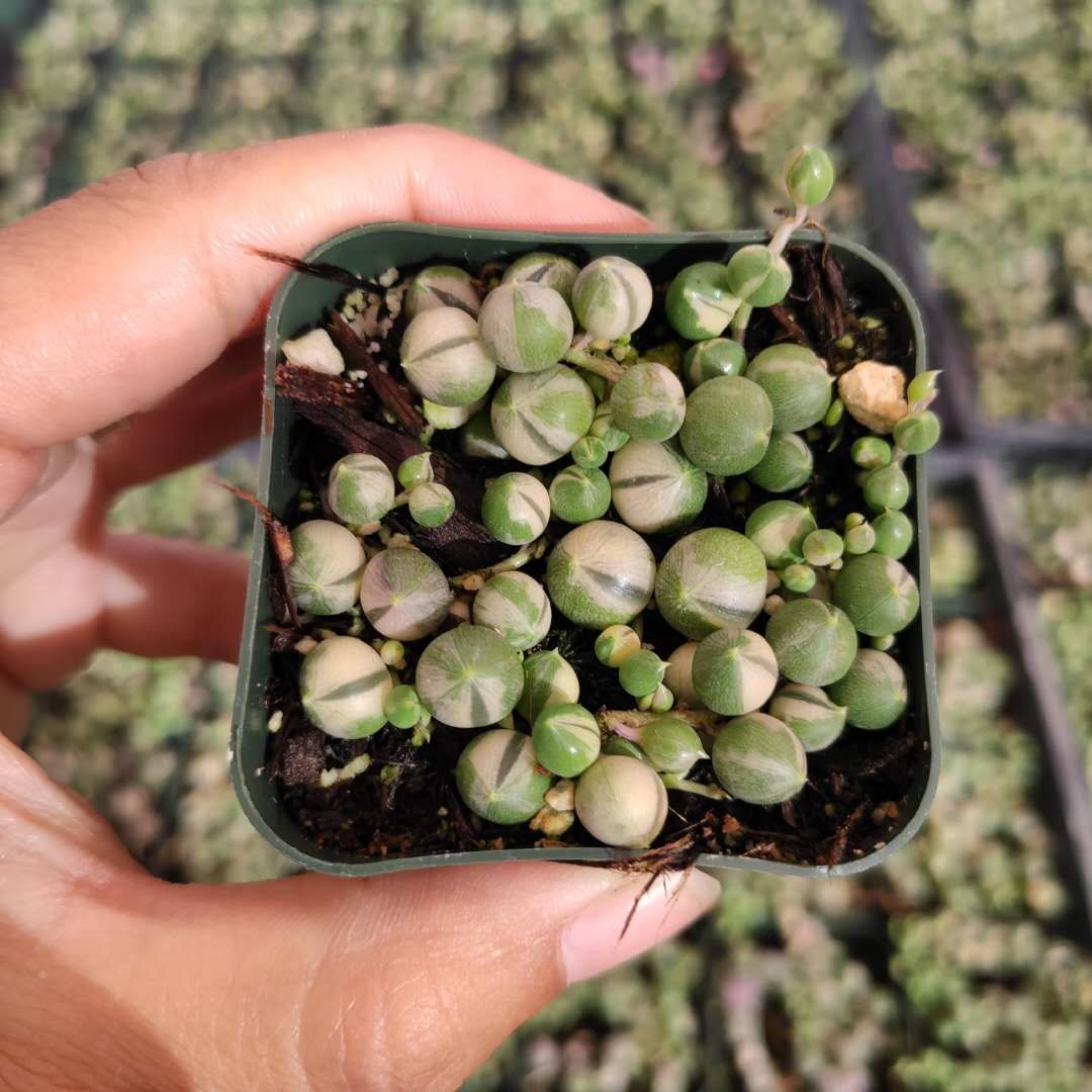 Variegated String of Pearls Senecio rollqwleyanus - Succulents Depot