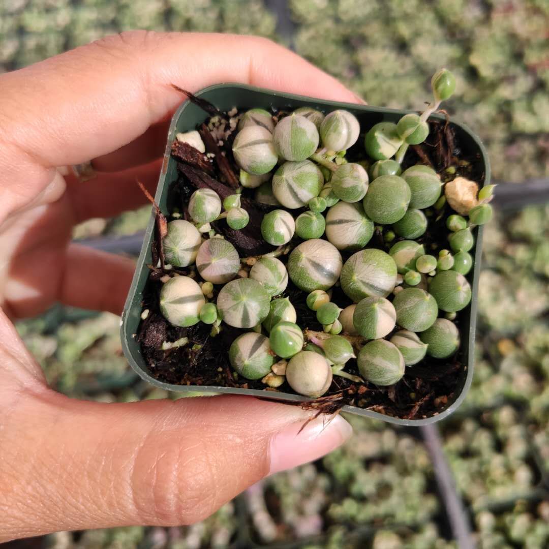 Variegated String of Pearls Senecio rollqwleyanus - Succulents Depot