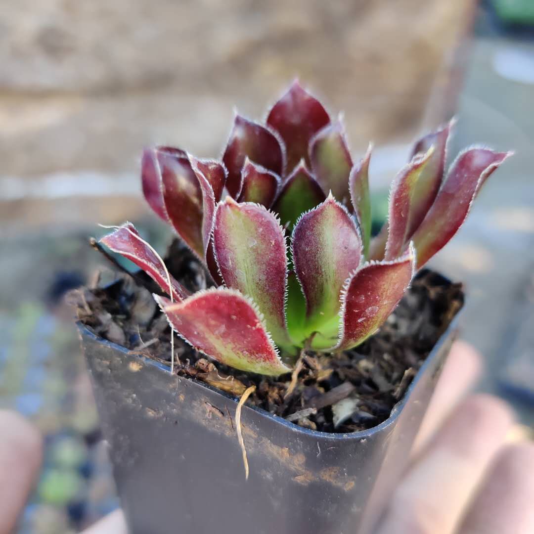 Aeonium 'Firecracker' - Succulents Depot