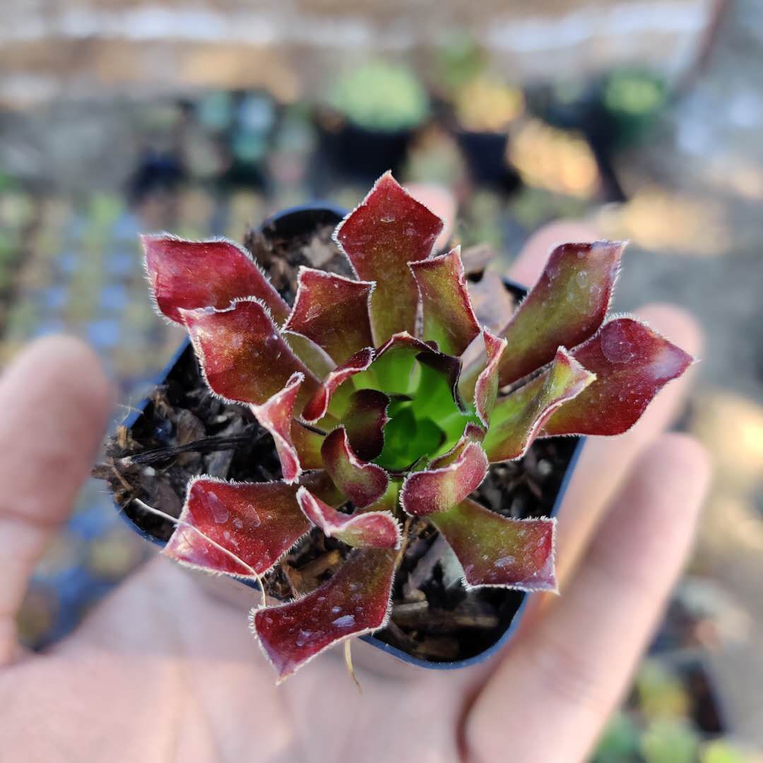 Aeonium 'Firecracker' - Succulents Depot