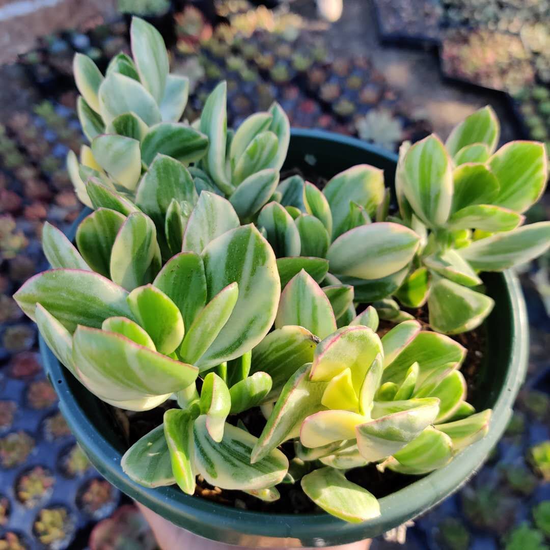 Crassula argentea 'Money Tree' Variegata