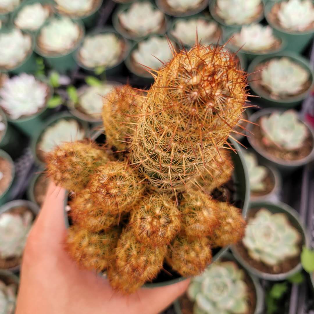 Mammillaria elongata 'Copper King'