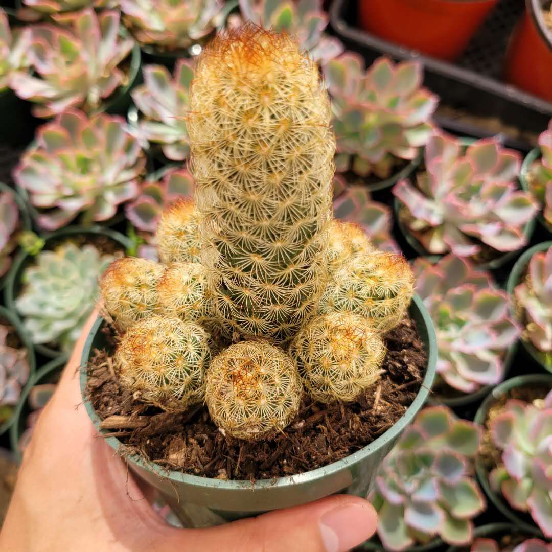 Mammillaria elongata 'Copper King'