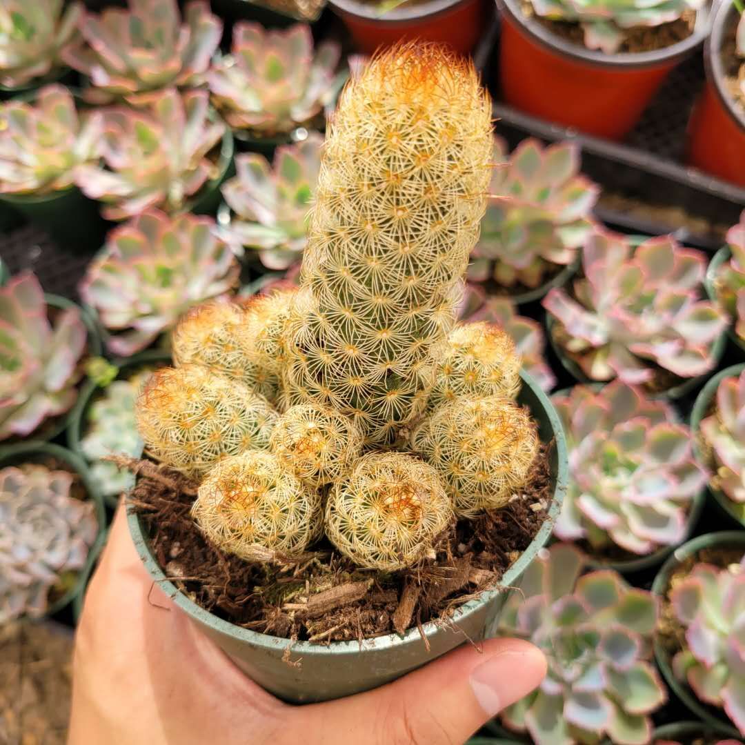 Mammillaria elongata 'Copper King'