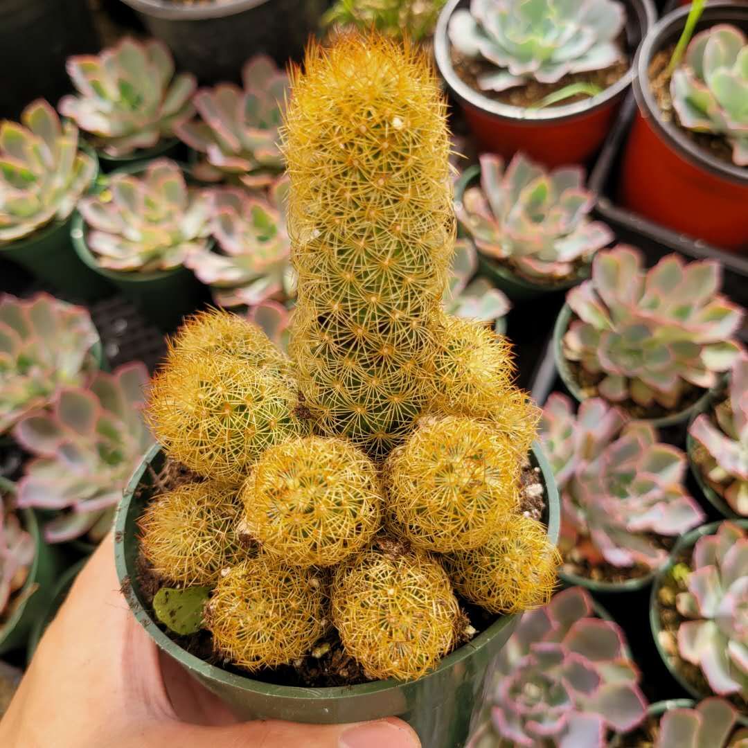 Mammillaria elongata 'Copper King'