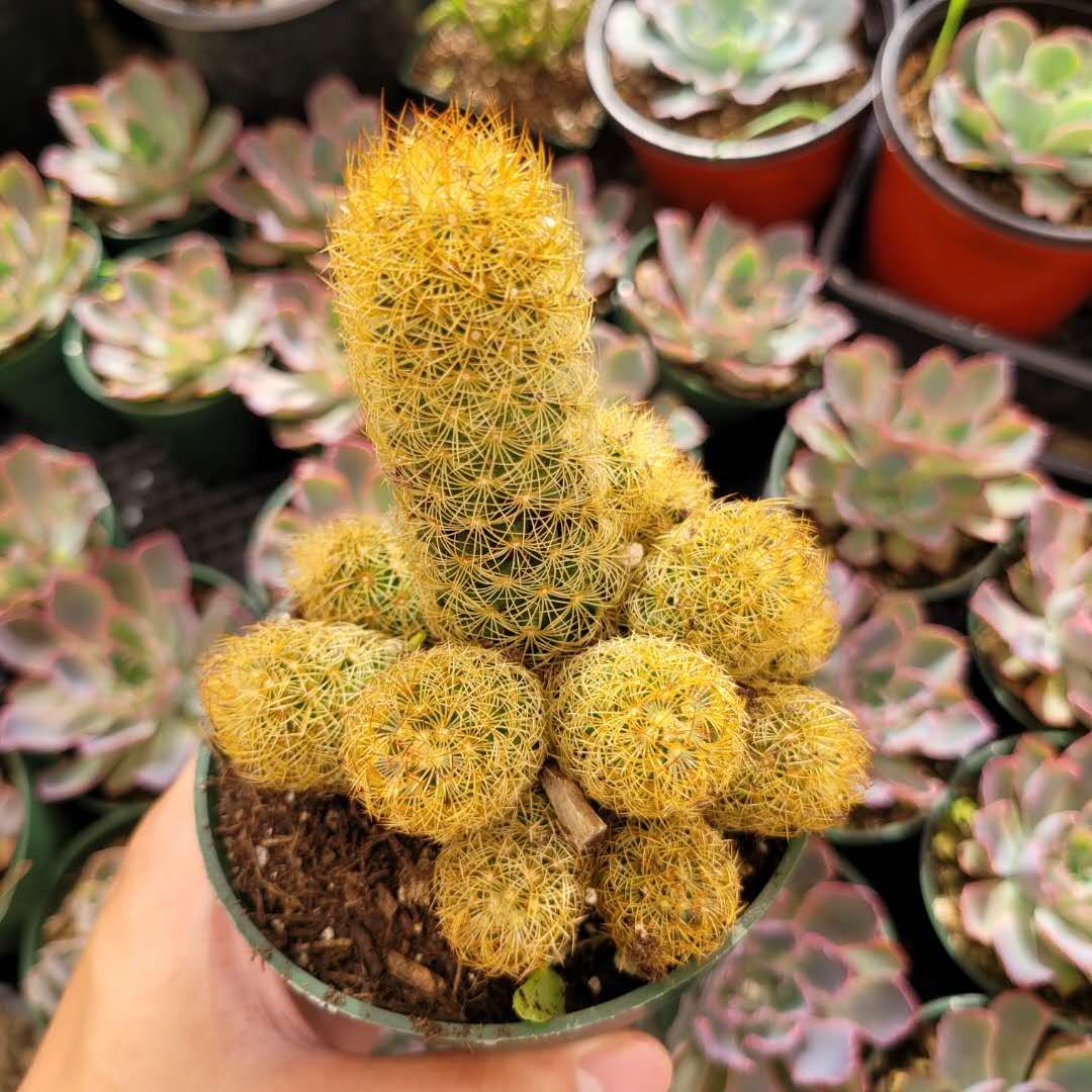 Mammillaria elongata 'Copper King'