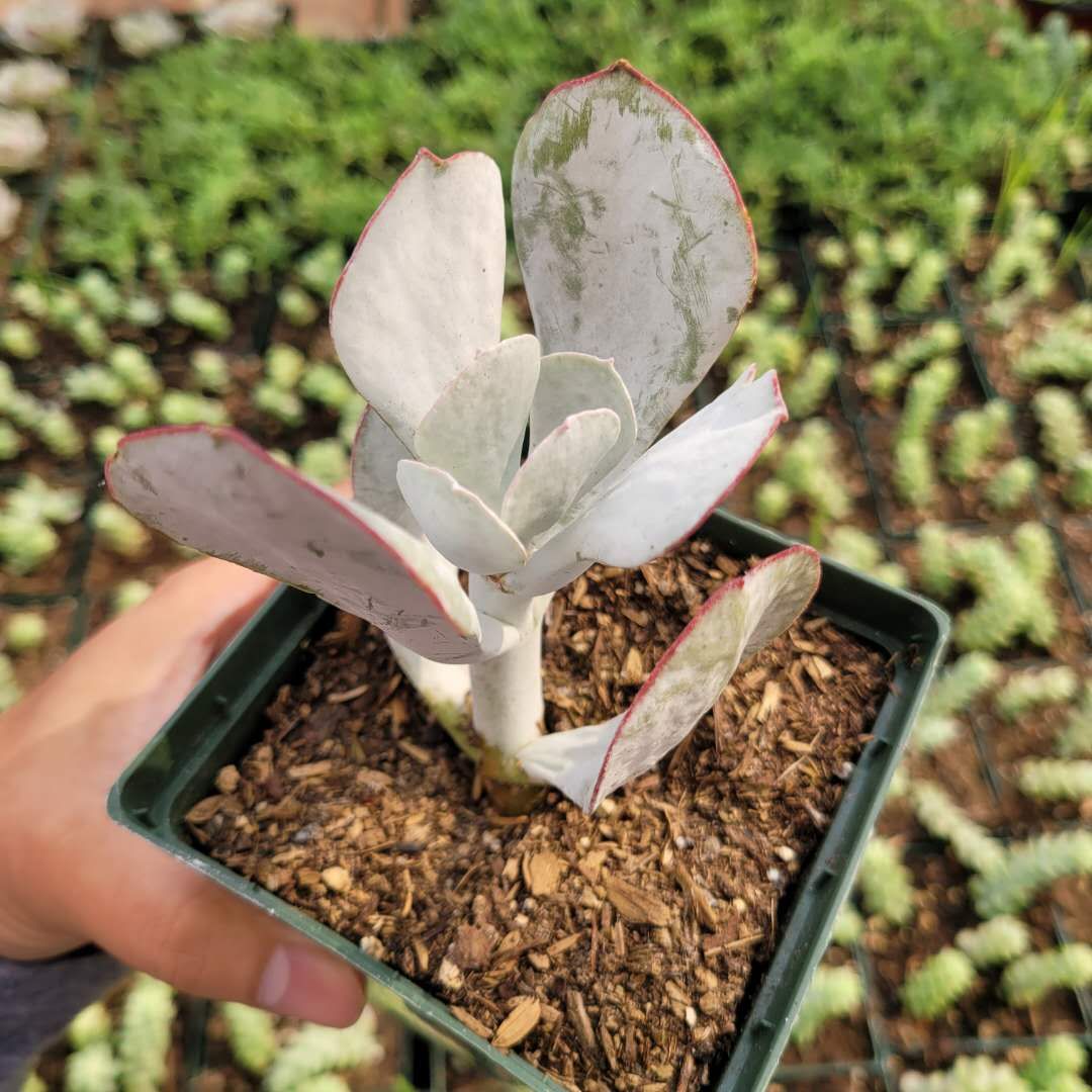 Cotyledon orbiculata - Pig's Ear