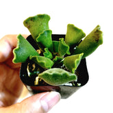 Adromischus cristatus - Crinkle Leaf Plant - Succulents Depot