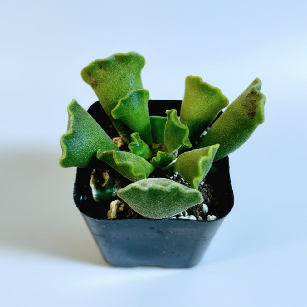 Adromischus cristatus - Crinkle Leaf Plant in nursery pot.