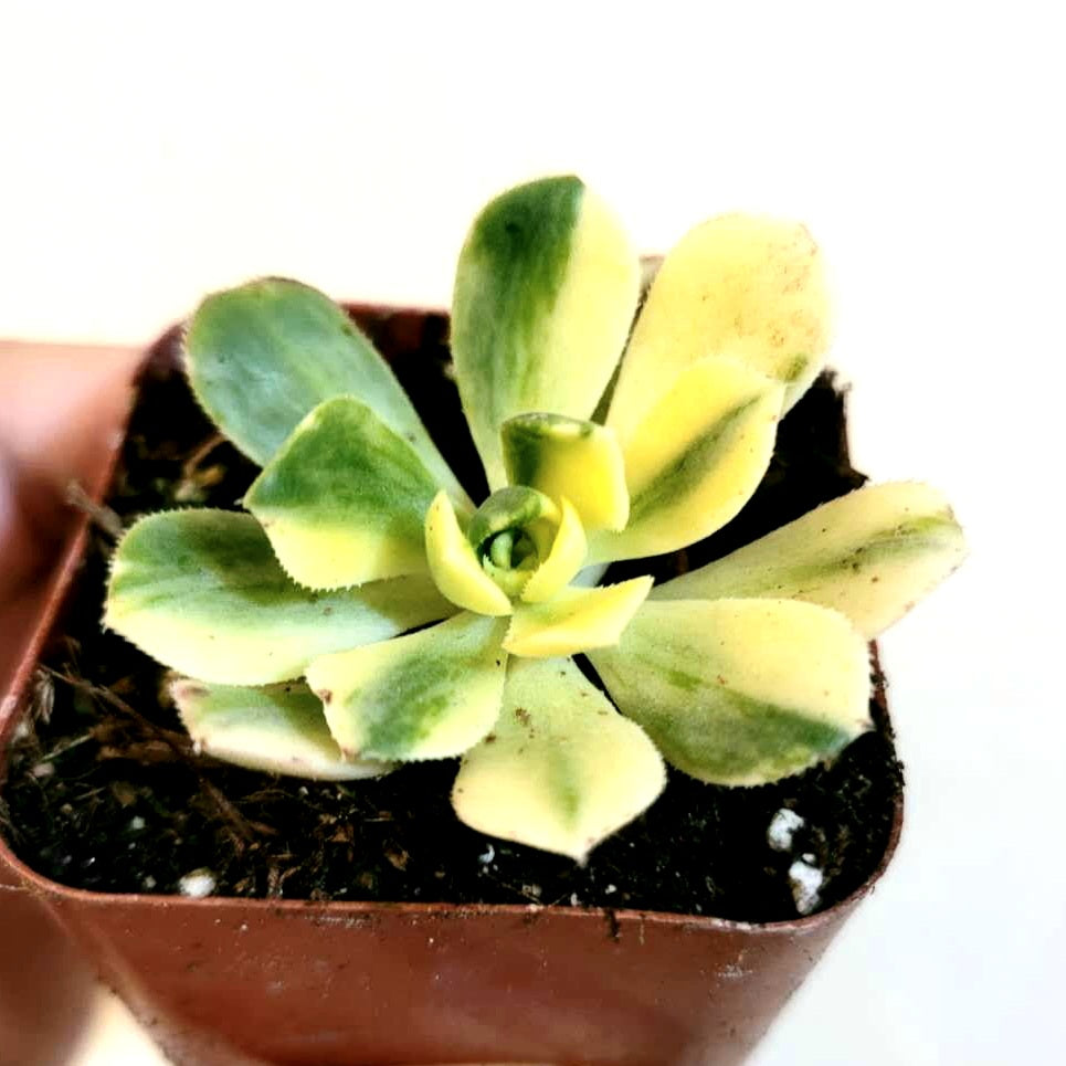 Aeonium castello paivae Variegata 'Suncup'