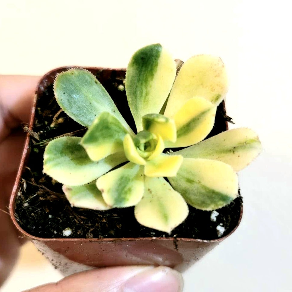 Aeonium castello paivae Variegata 'Suncup'