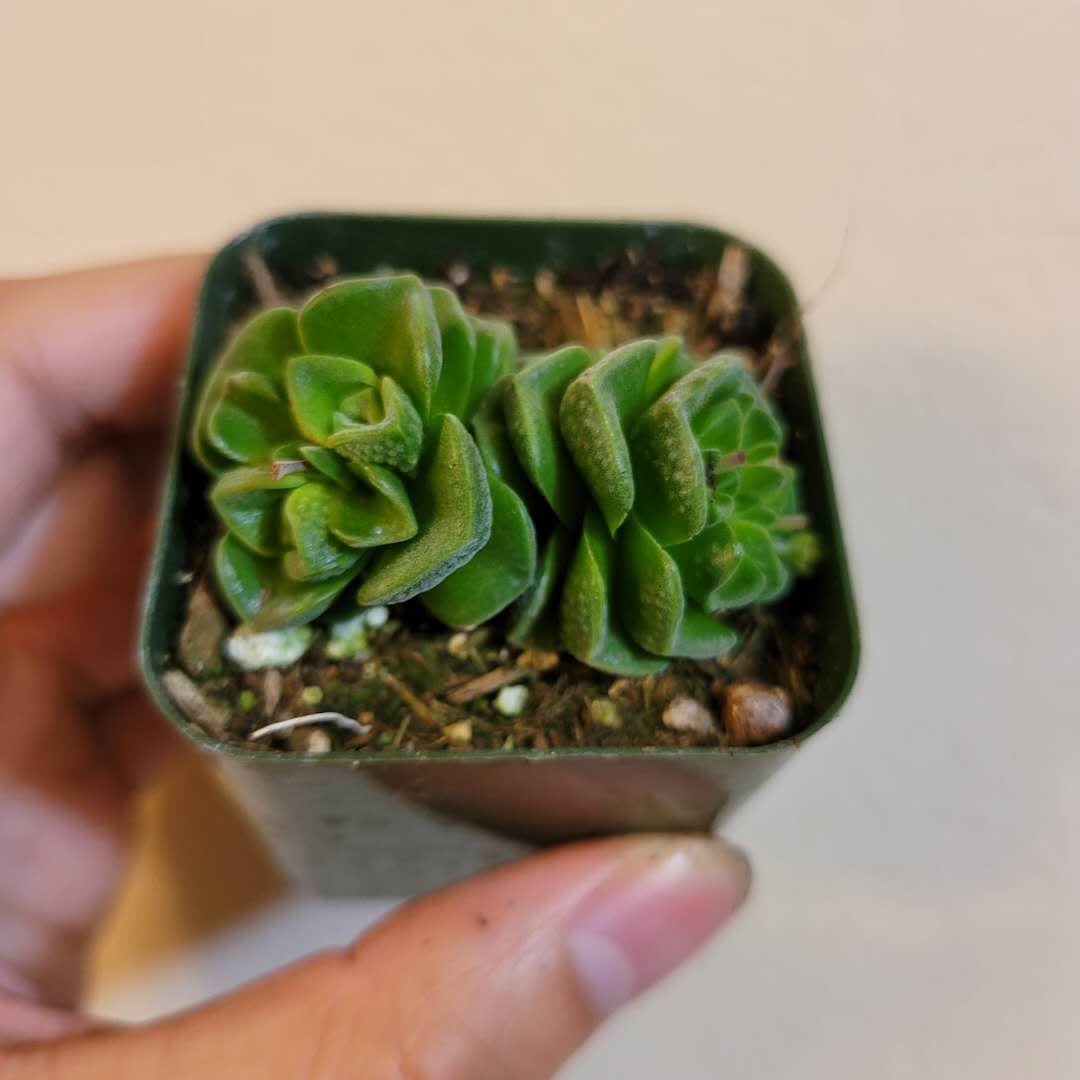 susan's succulents Crassula susannae -