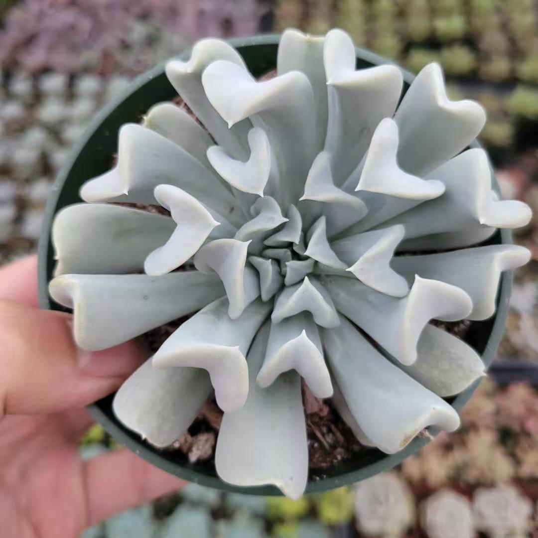 Echeveria runyonii 'Topsy Turvy'