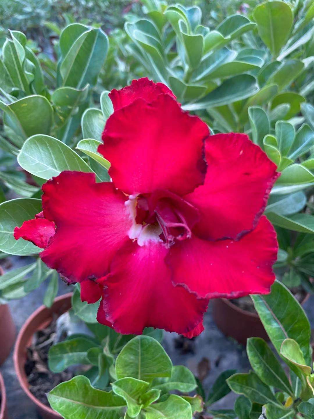 Adenium obesum AKA Desert Rose