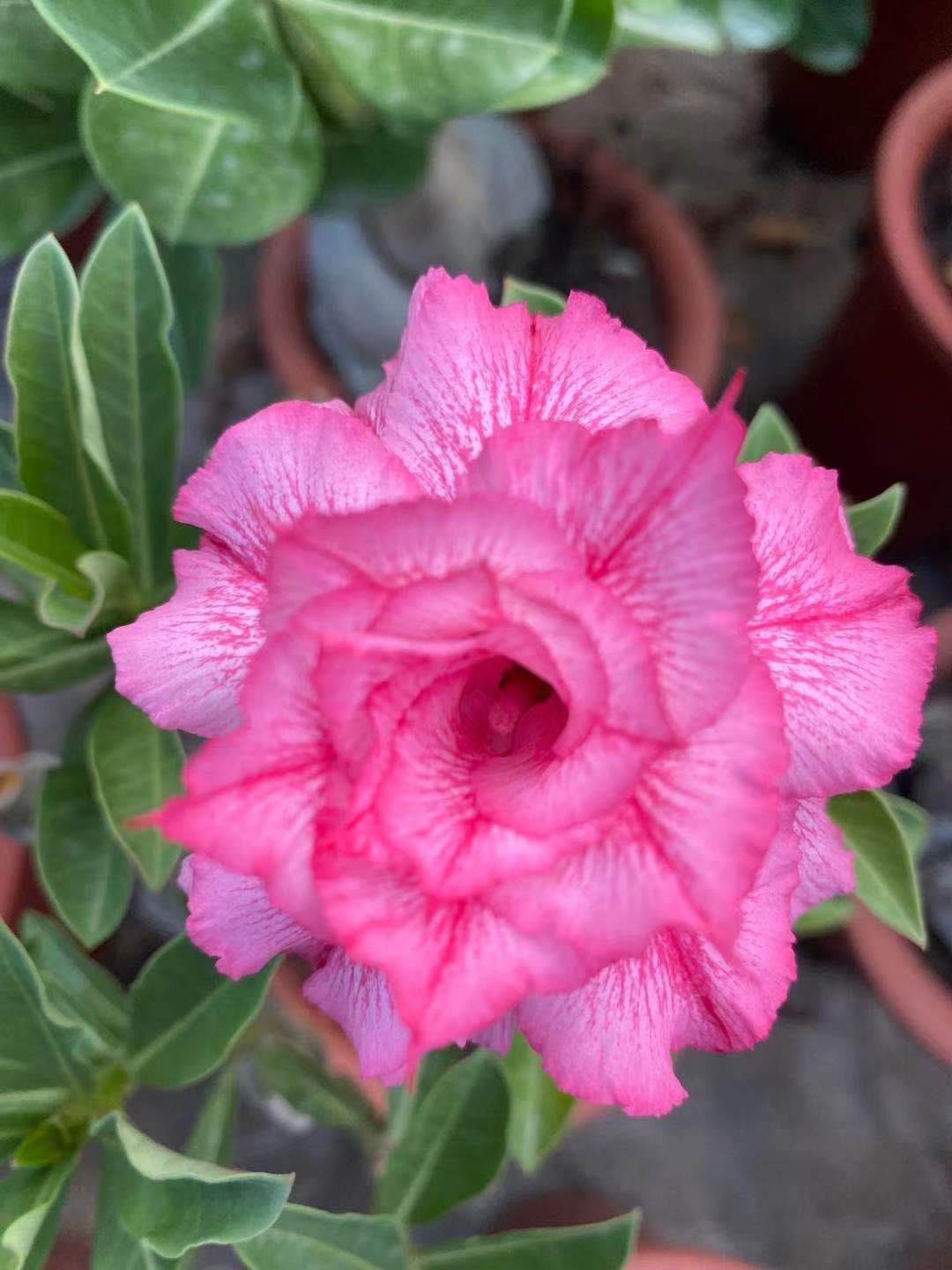 Adenium obesum AKA Desert Rose