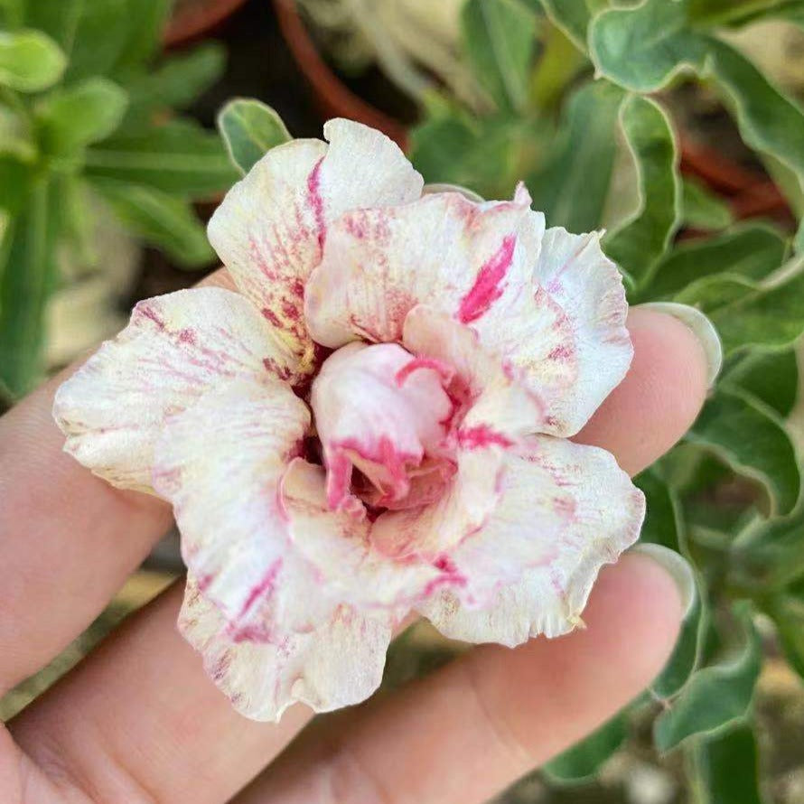 Adenium obesum AKA Desert Rose