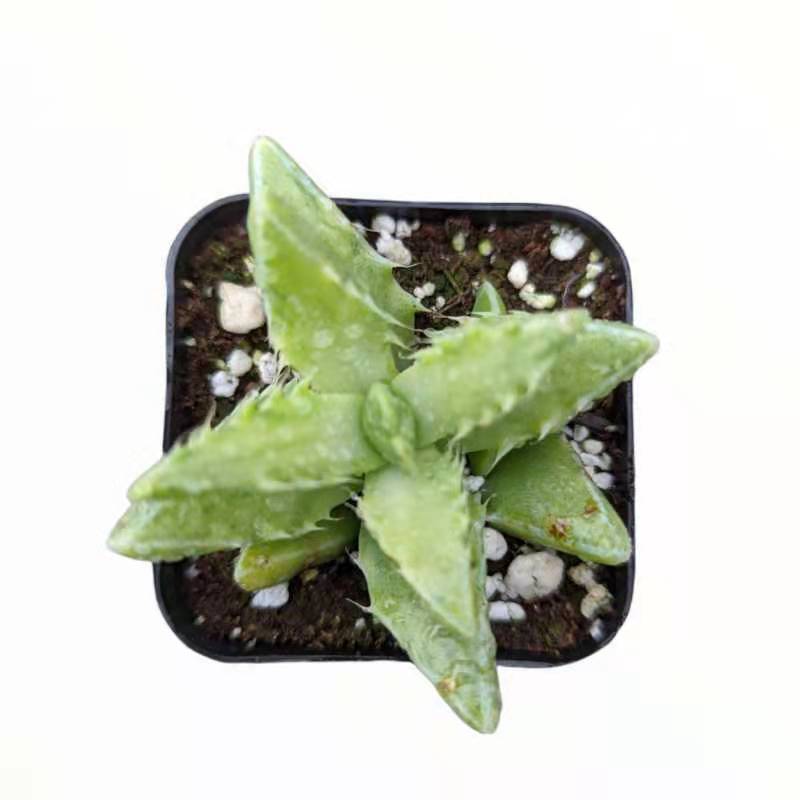 Faucaria tigrina Variegata Tiger Jaws in square pot.