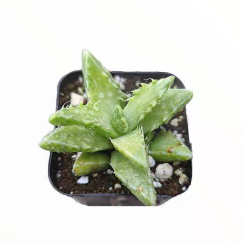 Faucaria tigrina Variegata Tiger Jaws succulent in pot.