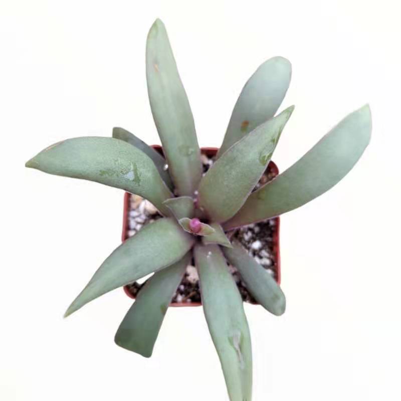 Crassula orbicularis var. rosularis potted succulent with flower bud.