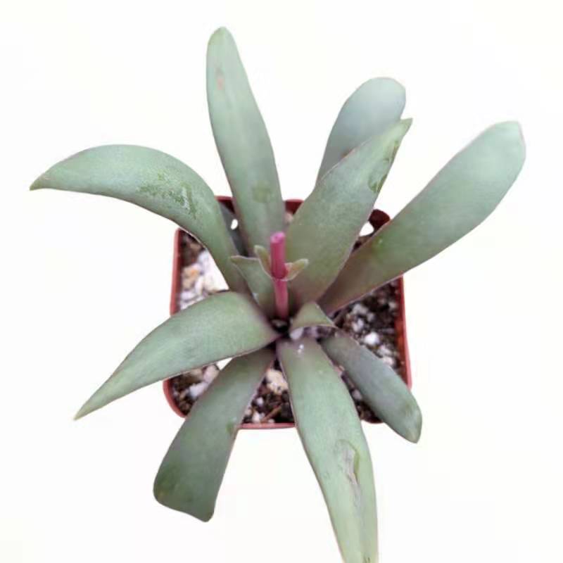 Crassula orbicularis var. rosularis
