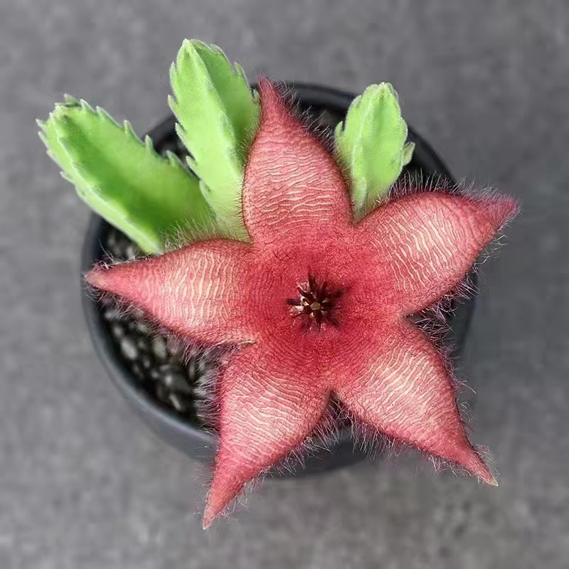 Stapelia grandiflora Mass