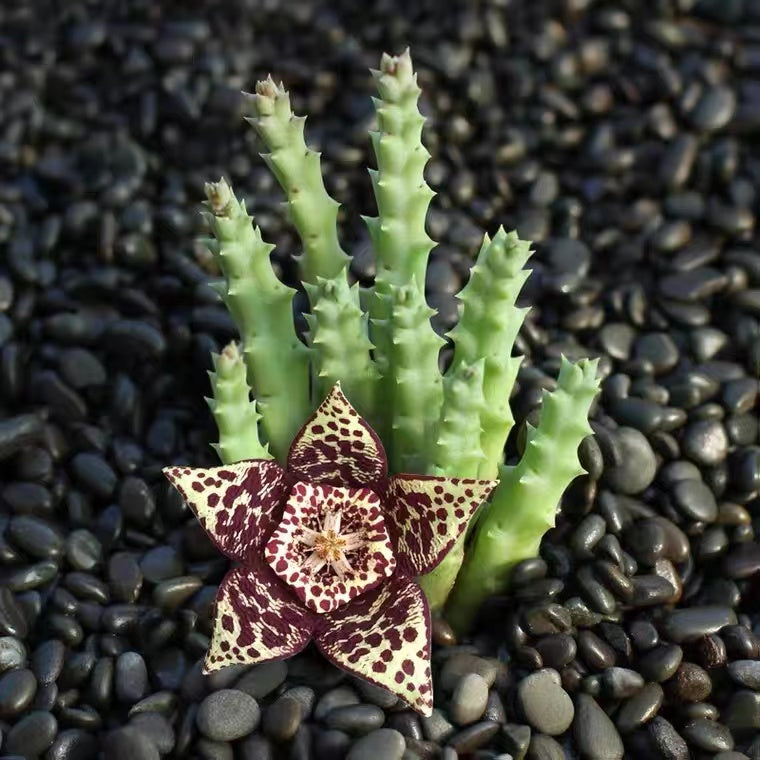 Huernia R. Br