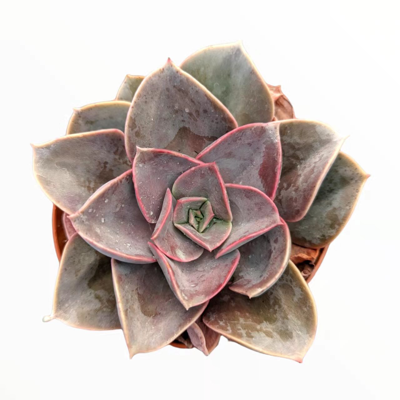 red sky succulent Echeveria 'Red sky' -