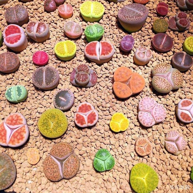 lithops succulents seeds Lithops Seeds Mix