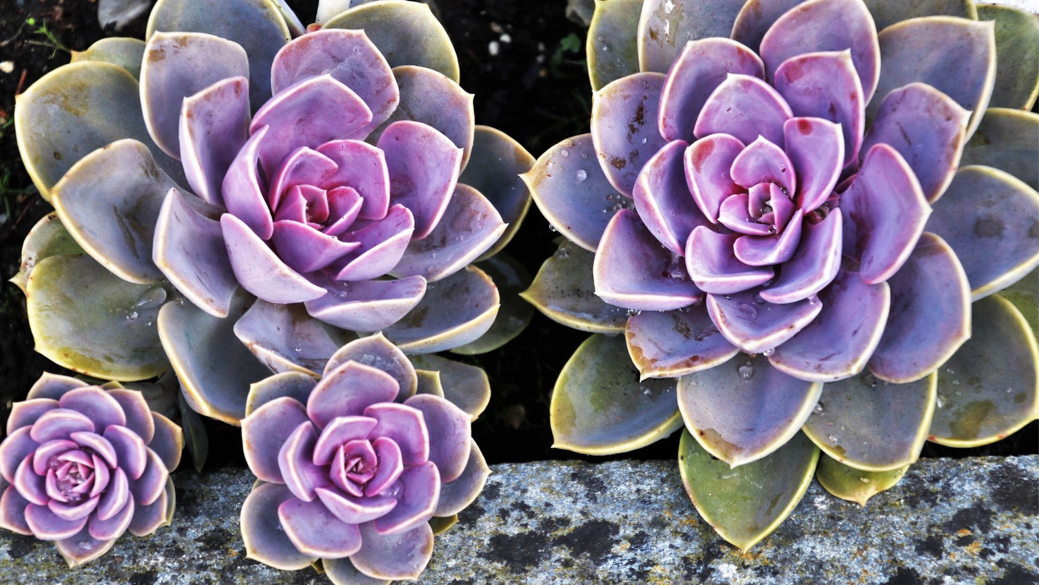 What Does it Mean to Stress Succulents