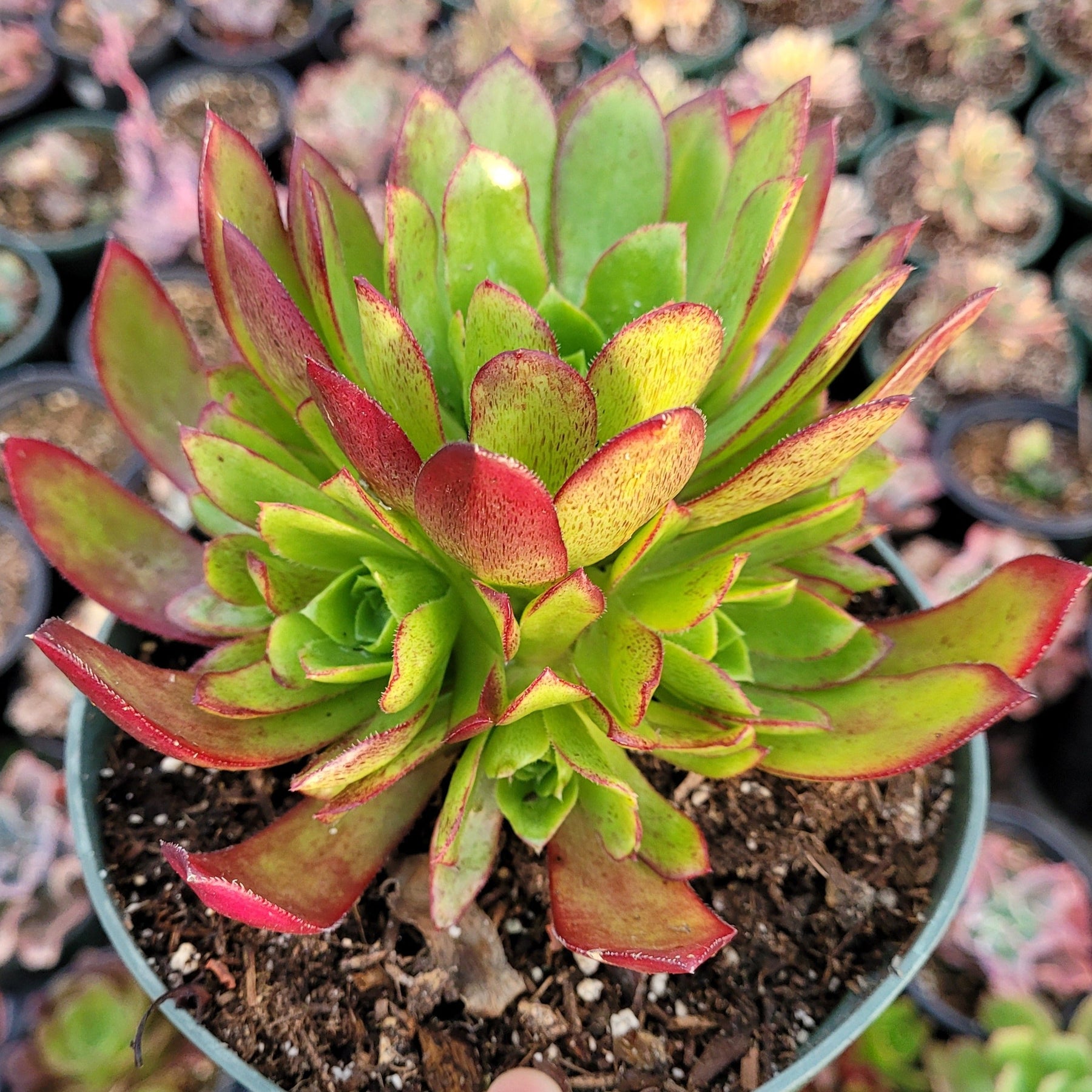 cornish succulents Aeonium 'Phoenix Flame'